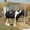 2009-02-01_sarau_festival_016.jpg