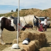 2009-02-01_sarau_festival_017.jpg