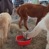 2009-02-01_sarau_festival_227.jpg